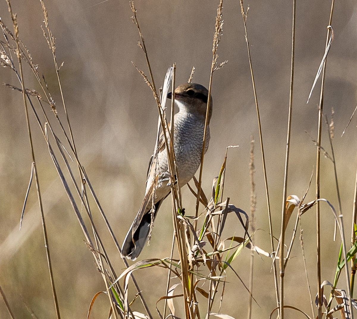 Alcaudón Boreal - ML645078514