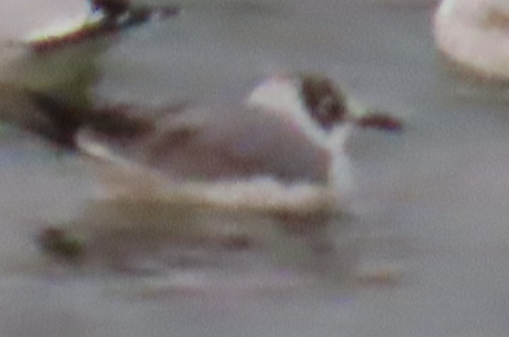 Franklin's Gull - ML645078515