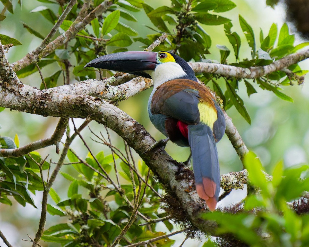 Андигена білощока - ML645078516