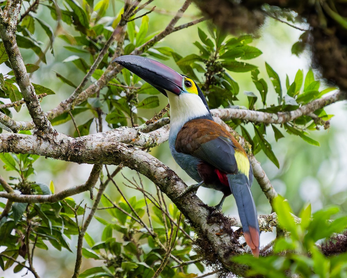 Андигена білощока - ML645078517