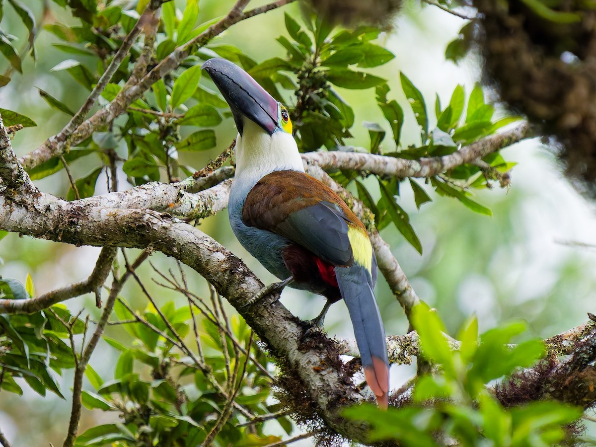 Андигена білощока - ML645078518