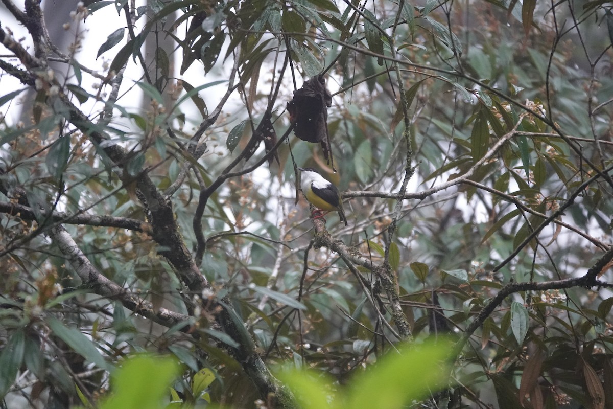 Ak Boyunlu Manakin - ML645078527