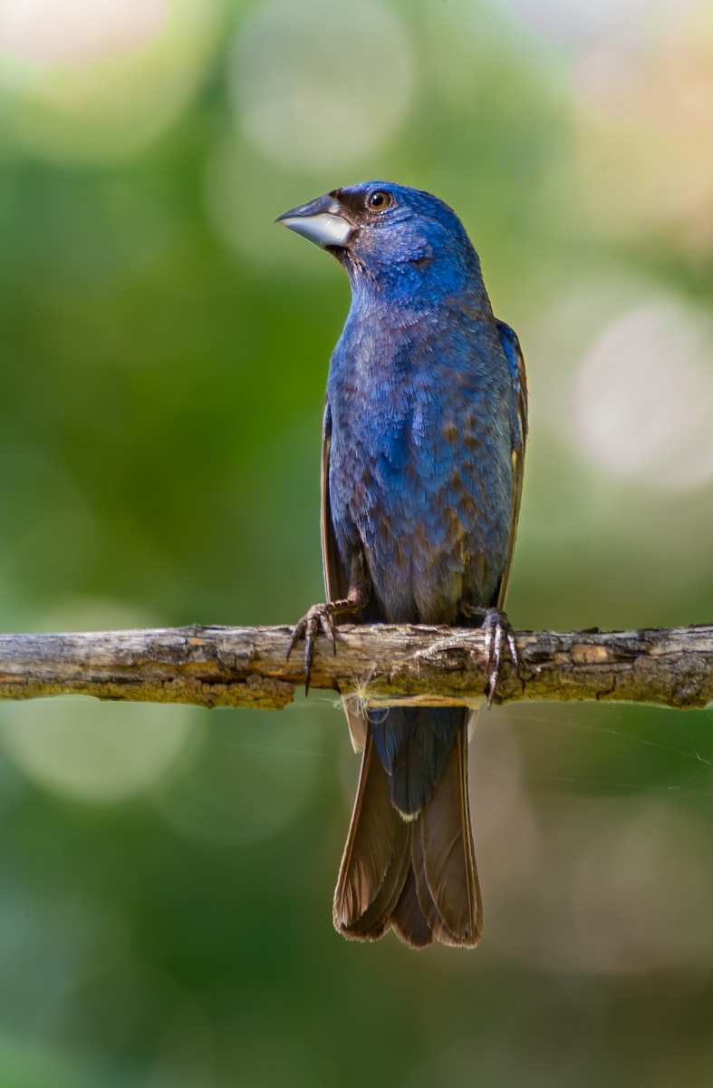 Blue Grosbeak - ML645078541