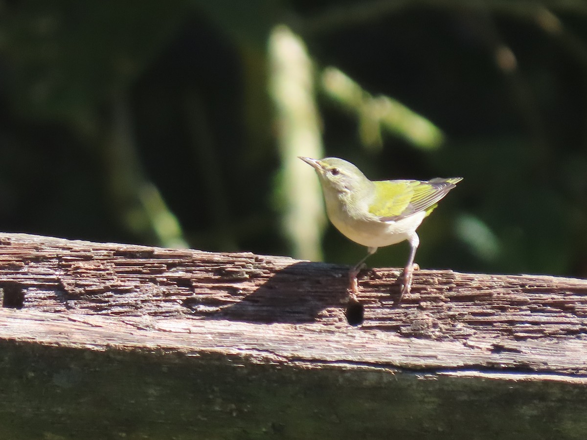Tennessee Warbler - ML645078553