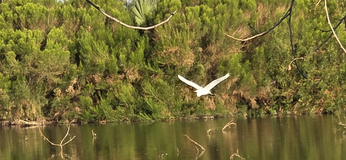 Great Egret - ML645078554