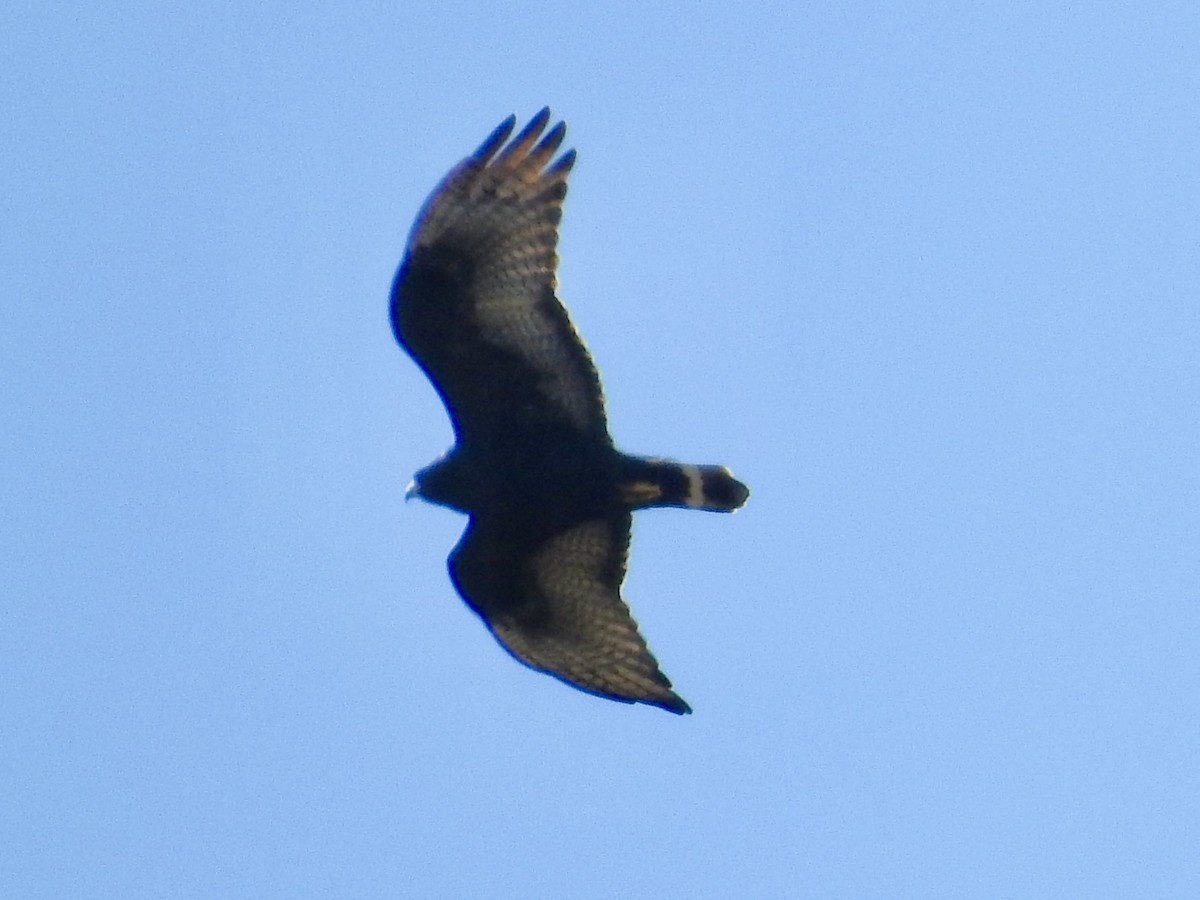 káně černá - ML645078555