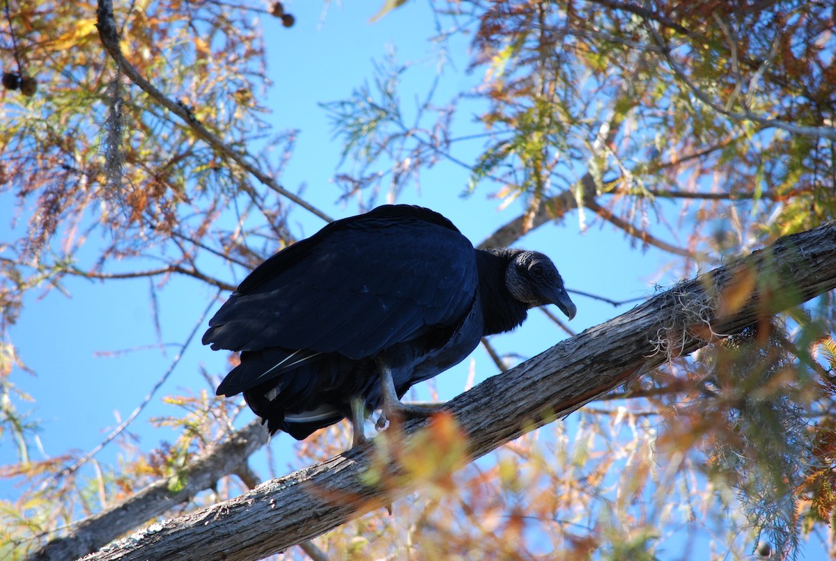Black Vulture - ML645078563