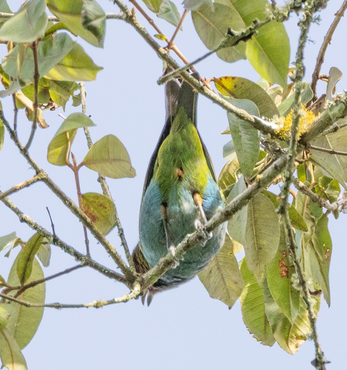 Рыжеголовая танагра - ML645078573