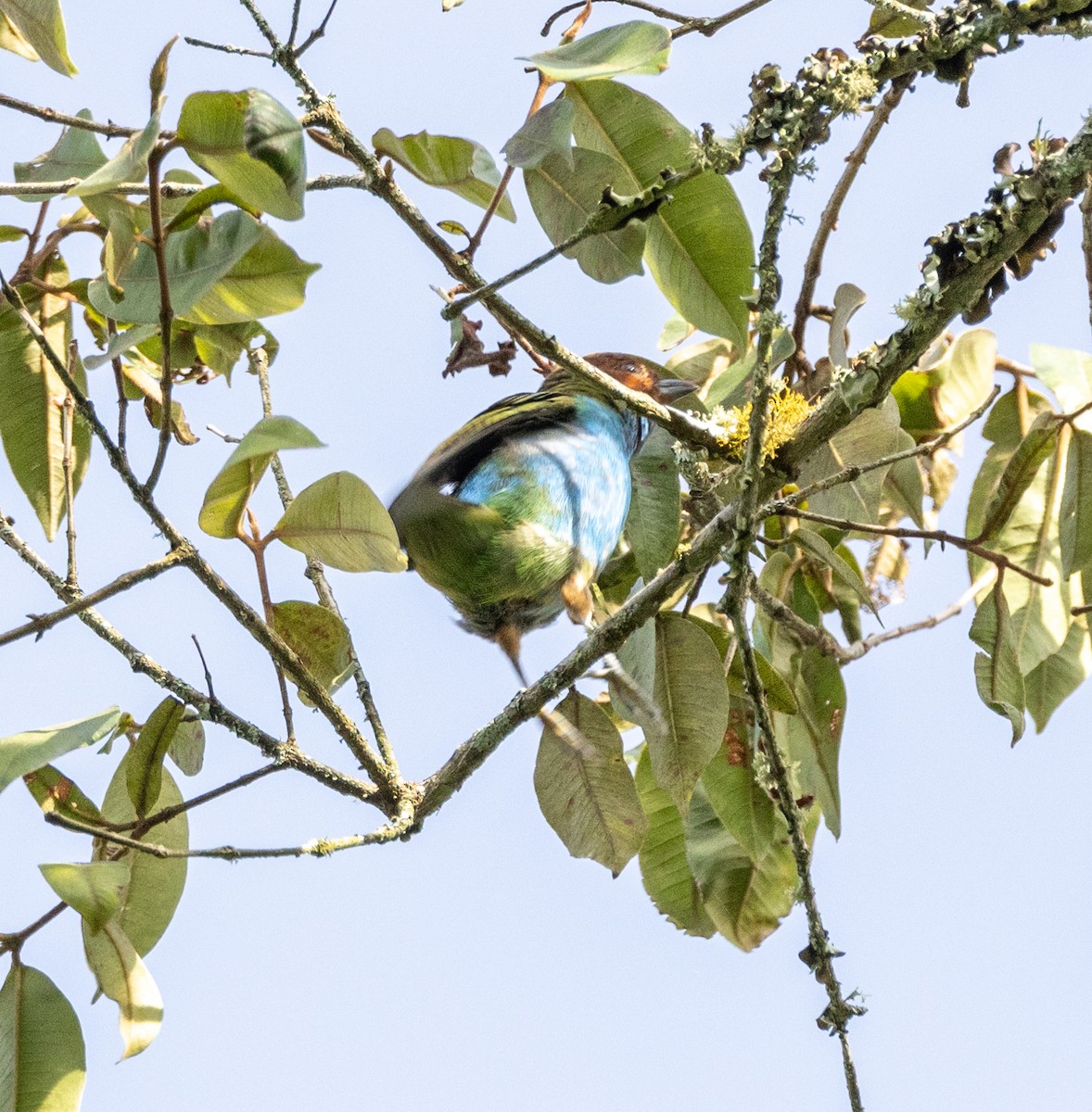 Рыжеголовая танагра - ML645078574