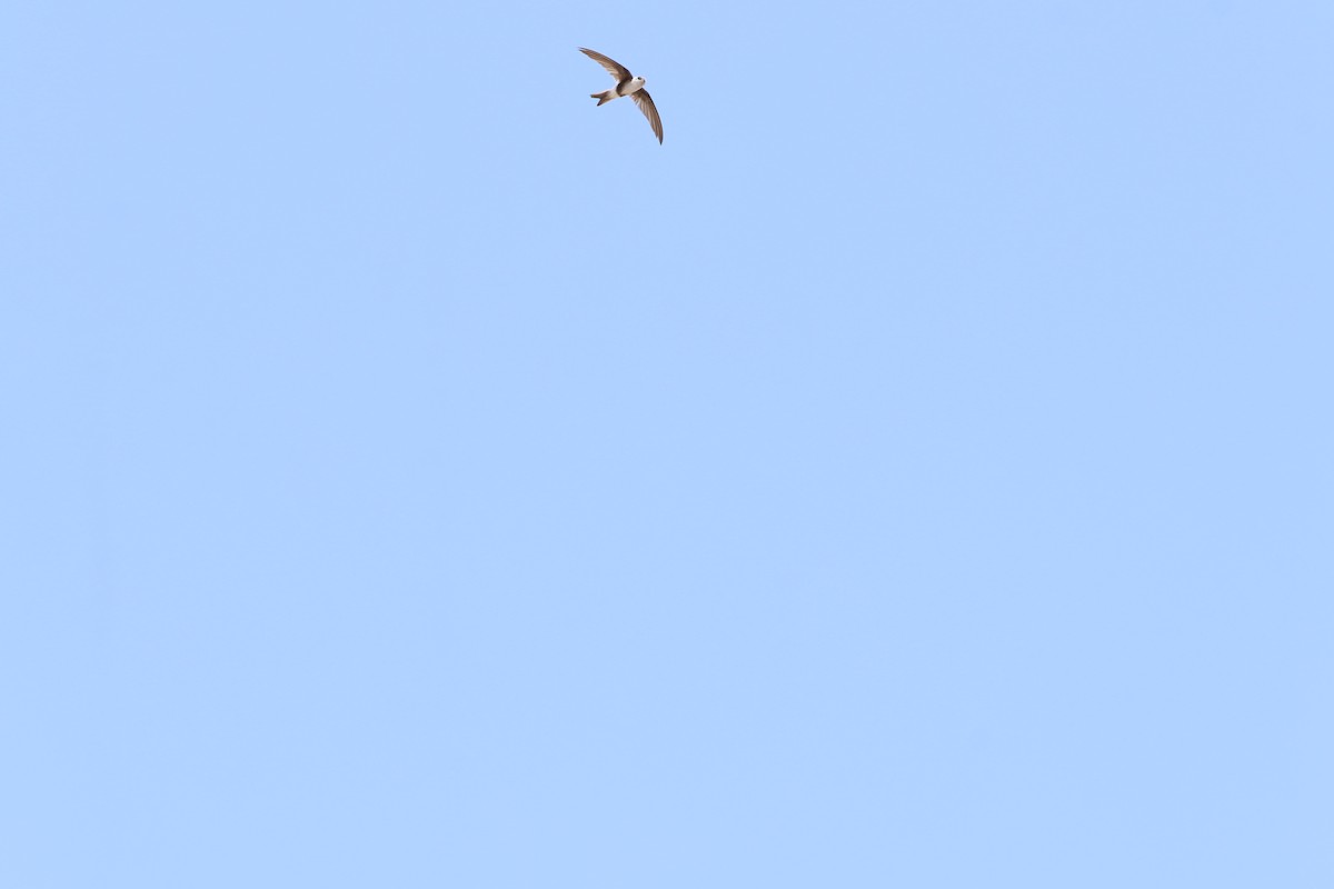 アンデスアマツバメ - ML645078591