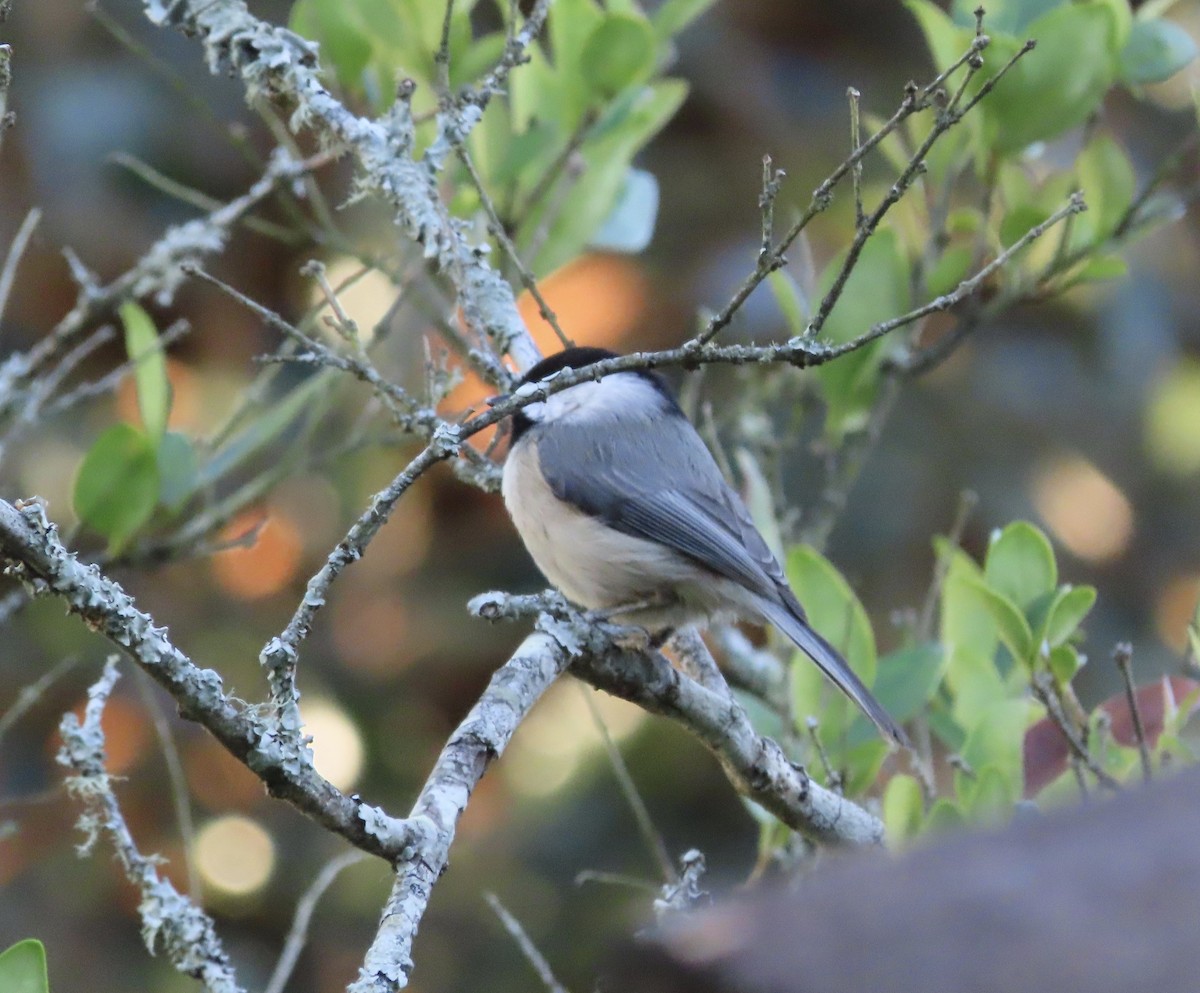 Каролинская гаичка - ML645078605