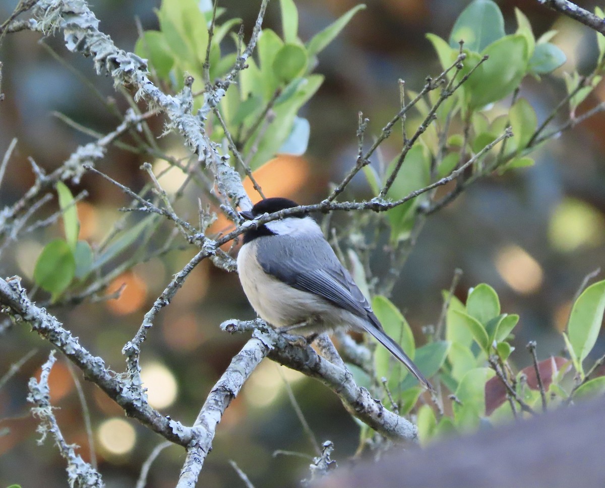 Каролинская гаичка - ML645078606