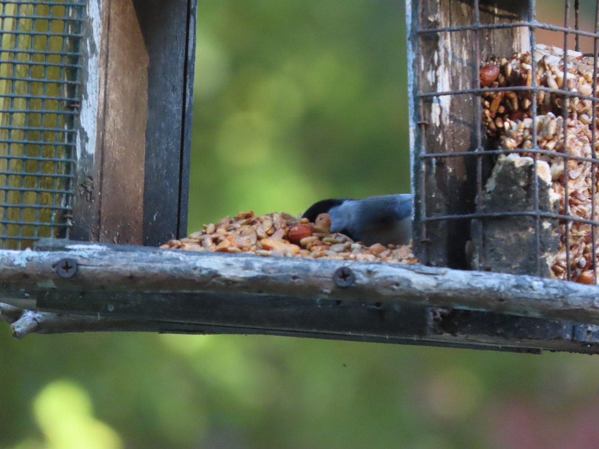 Каролинская гаичка - ML645078607