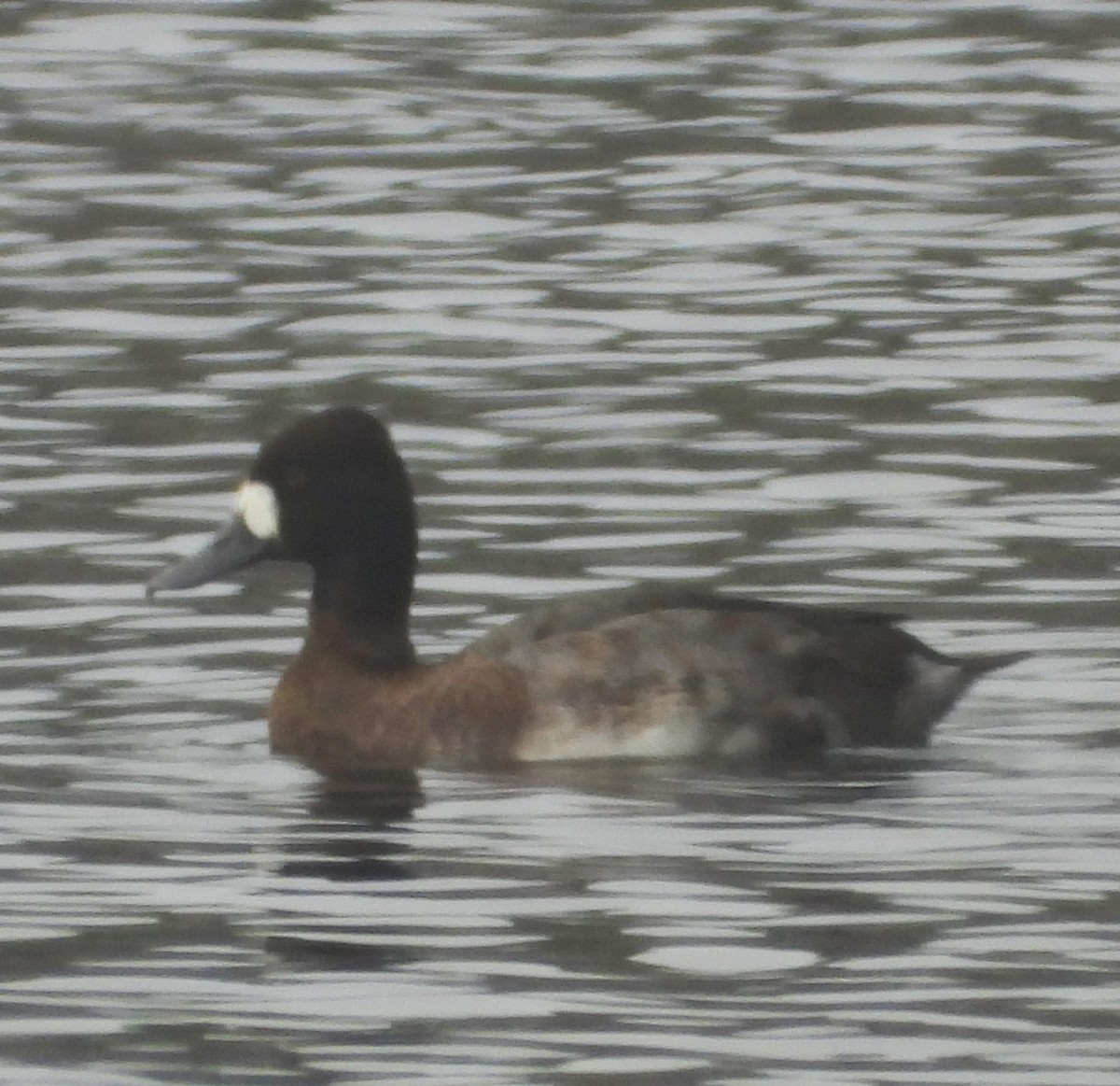 コスズガモ - ML645078609