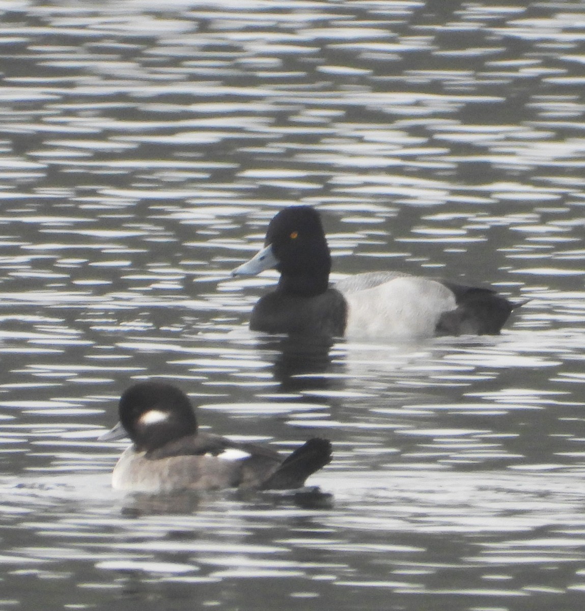 コスズガモ - ML645078610