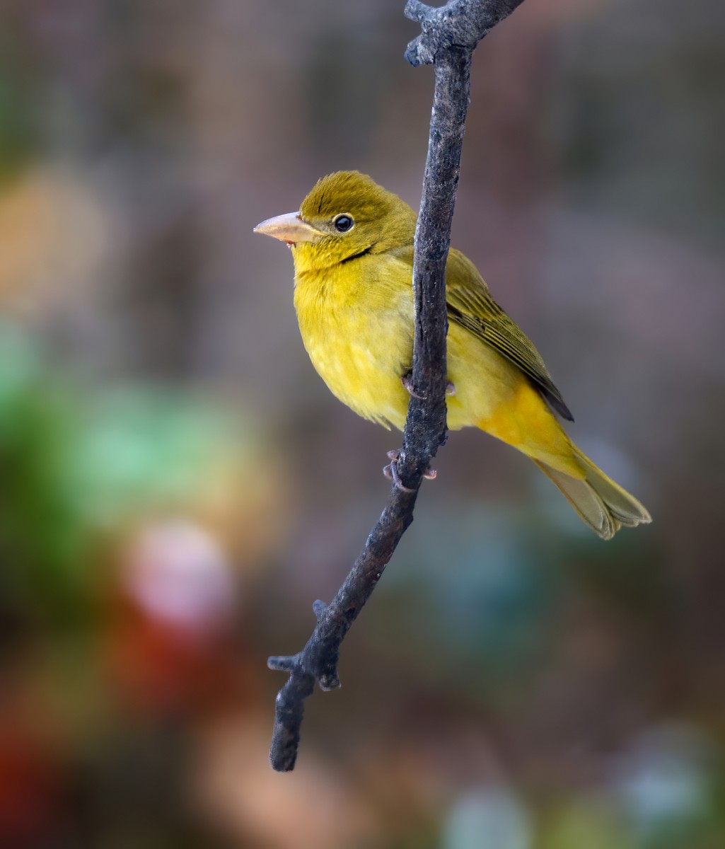 Summer Tanager - ML645078611