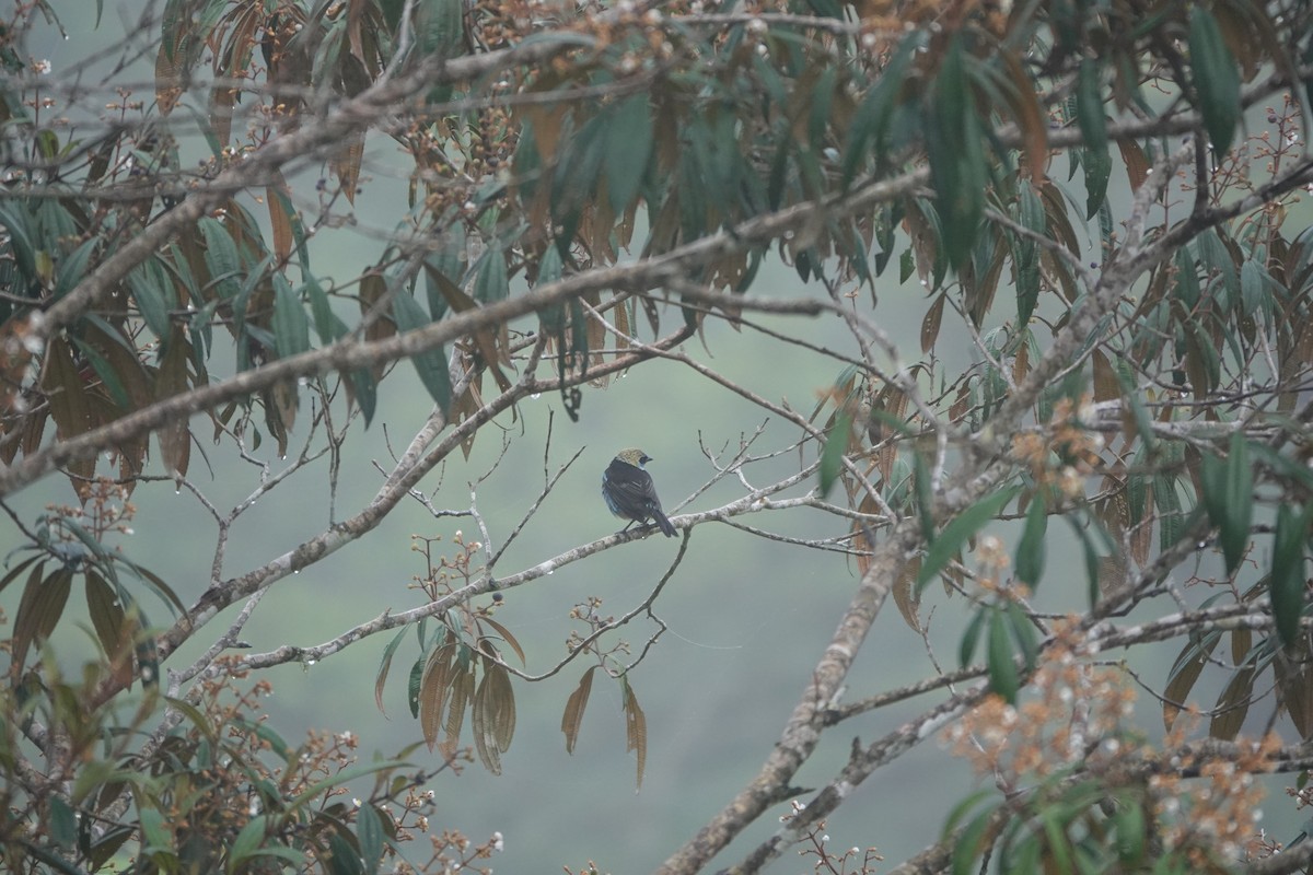 Золотистоголовая танагра - ML645078625