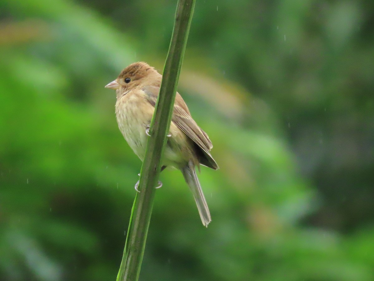 Passerin indigo - ML645078637