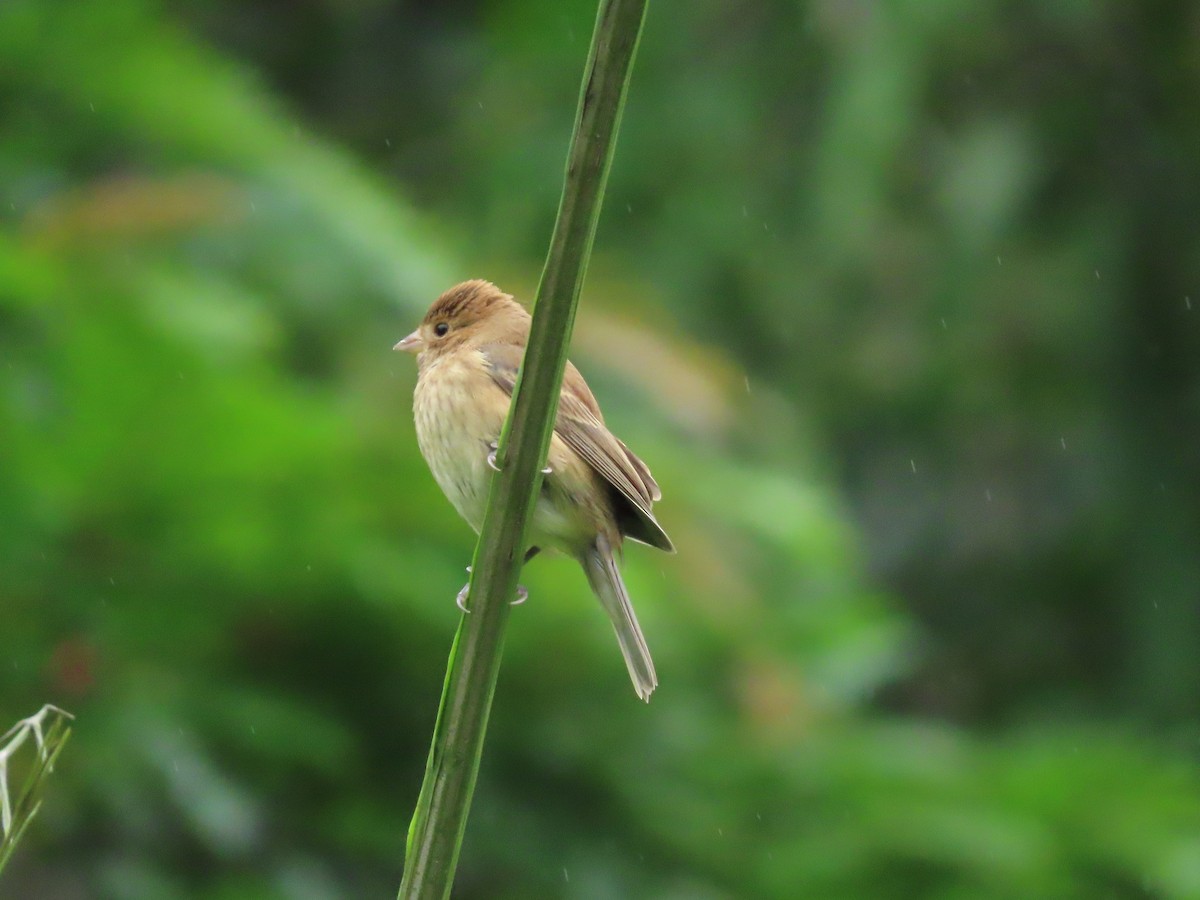 Passerin indigo - ML645078638