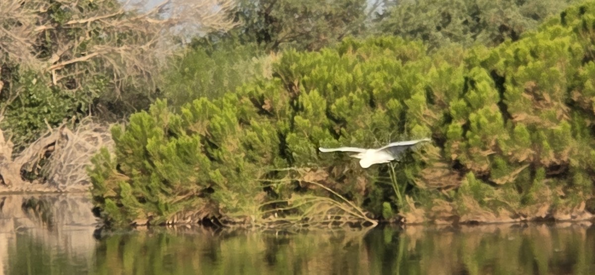 Great Egret - ML645078646