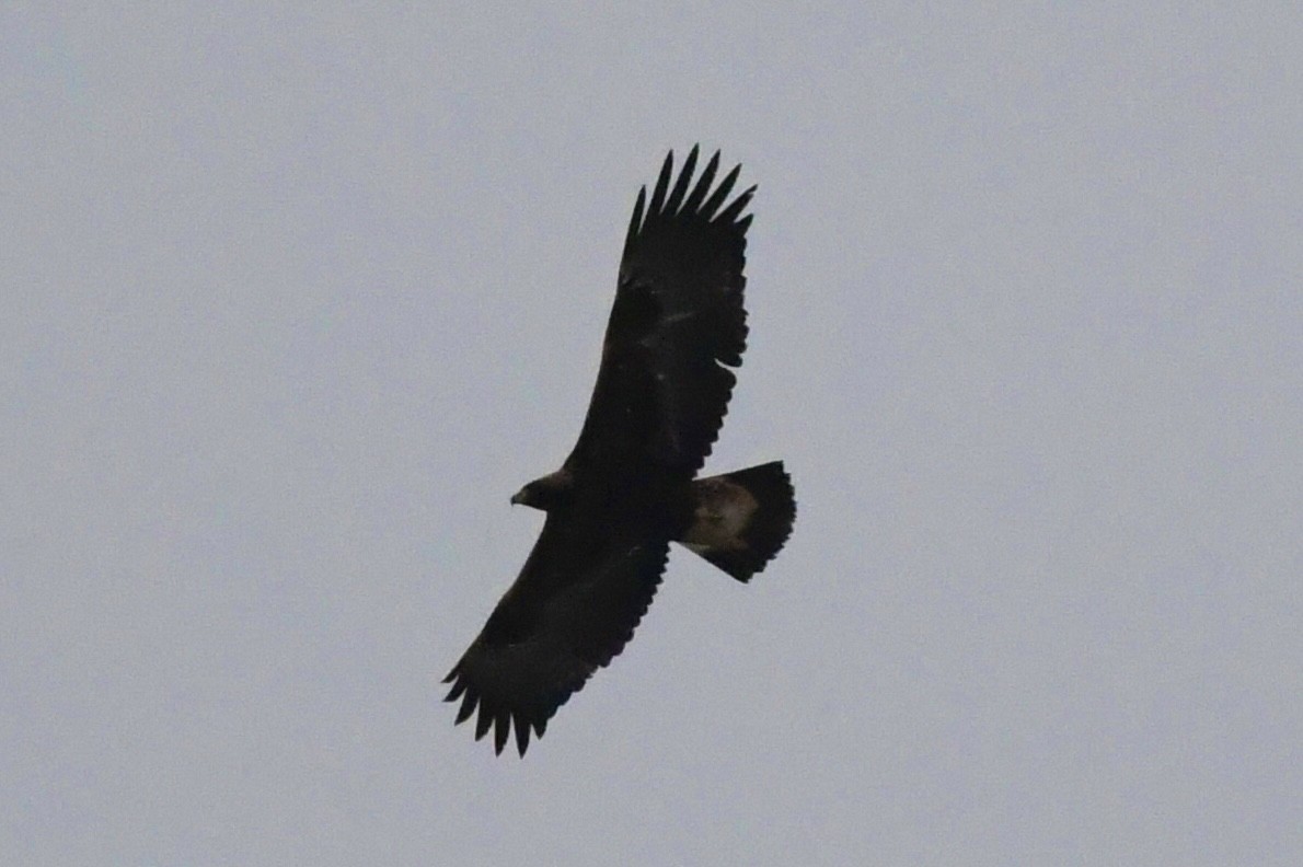 Golden Eagle - ML645078658
