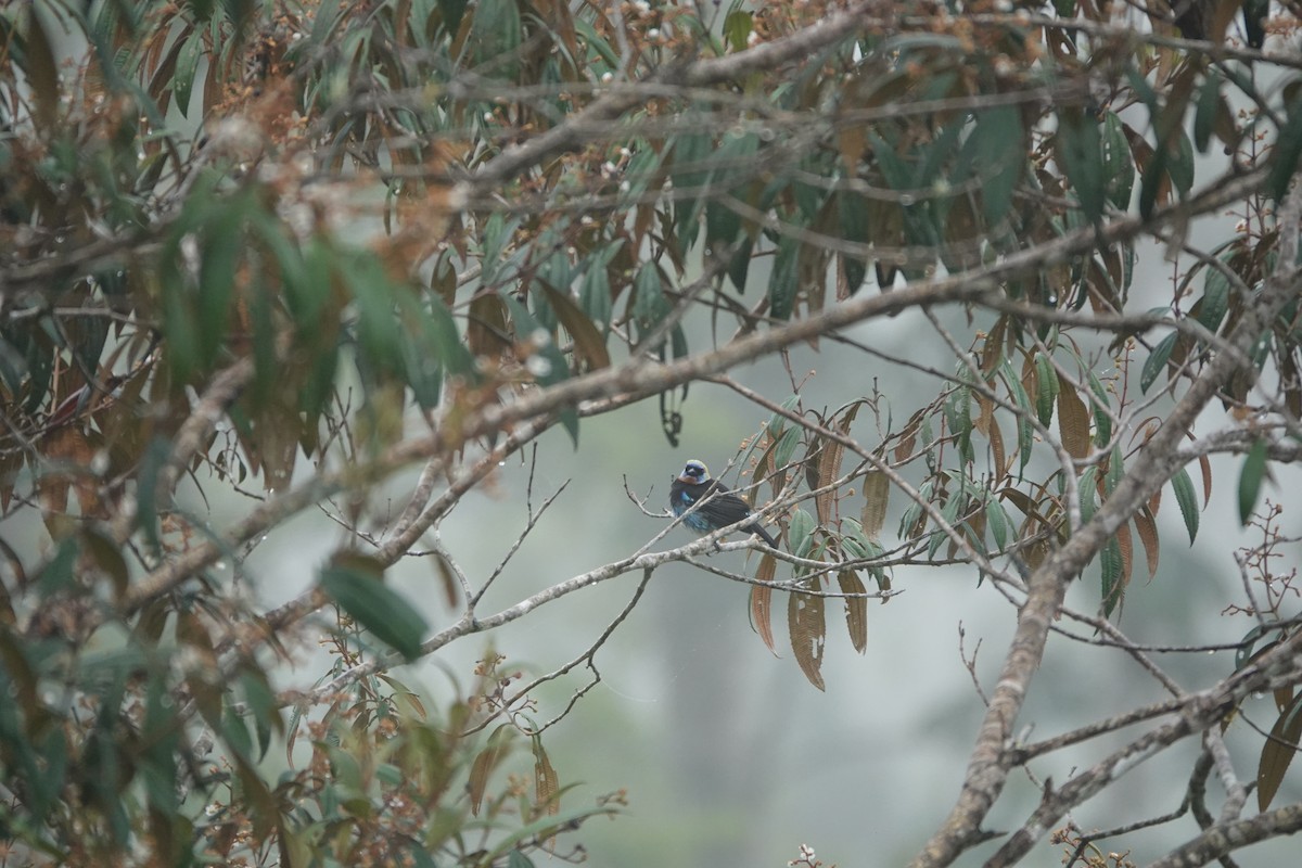 Золотистоголовая танагра - ML645078672