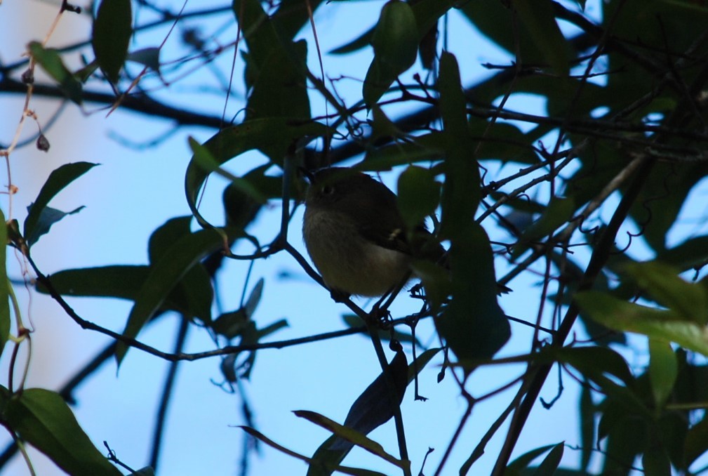 Ruby-crowned Kinglet - ML645078696