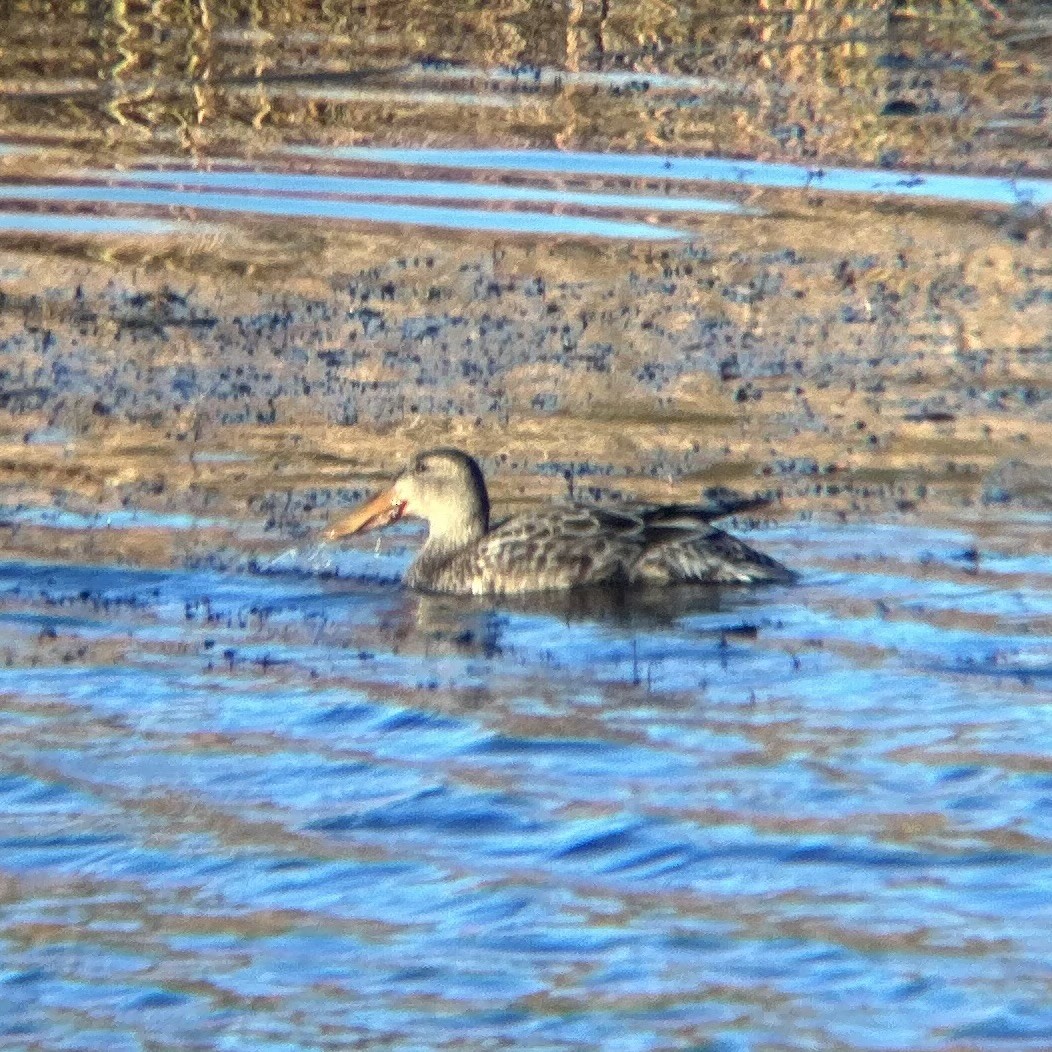 Northern Shoveler - ML645078701