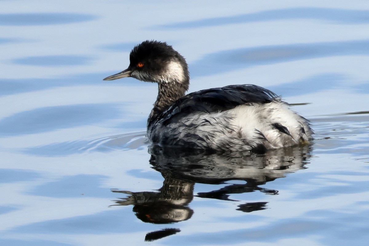 Schwarzhalstaucher - ML645078711