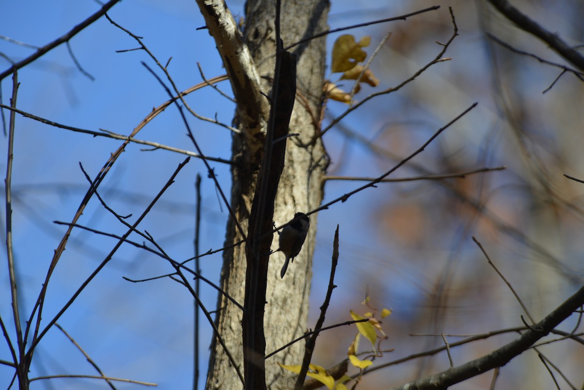 Каролинская гаичка - ML645078716