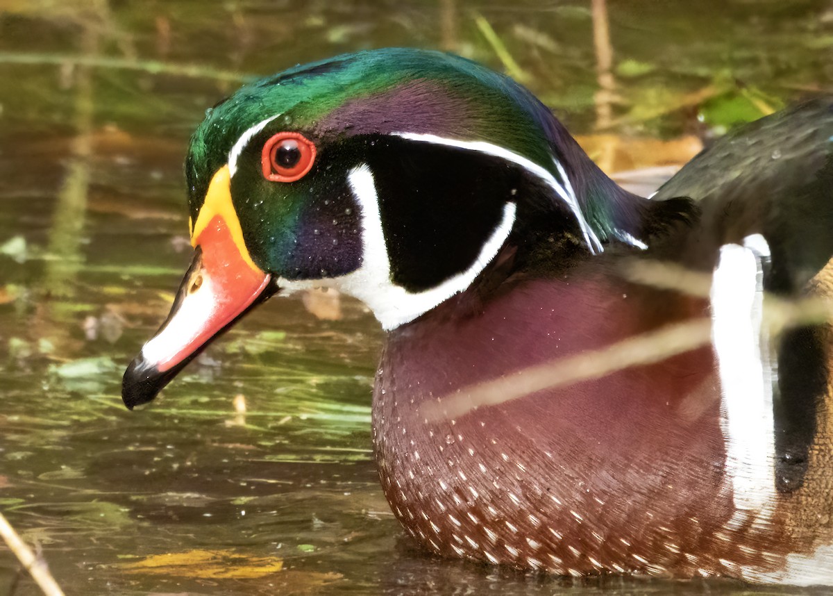 Wood Duck - ML645078719
