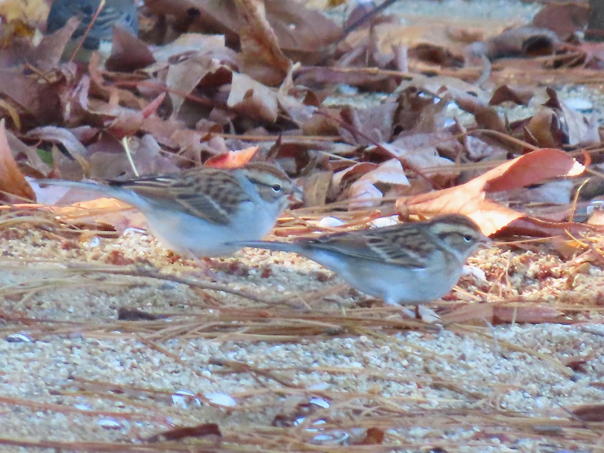 Chipping Sparrow - ML645078728