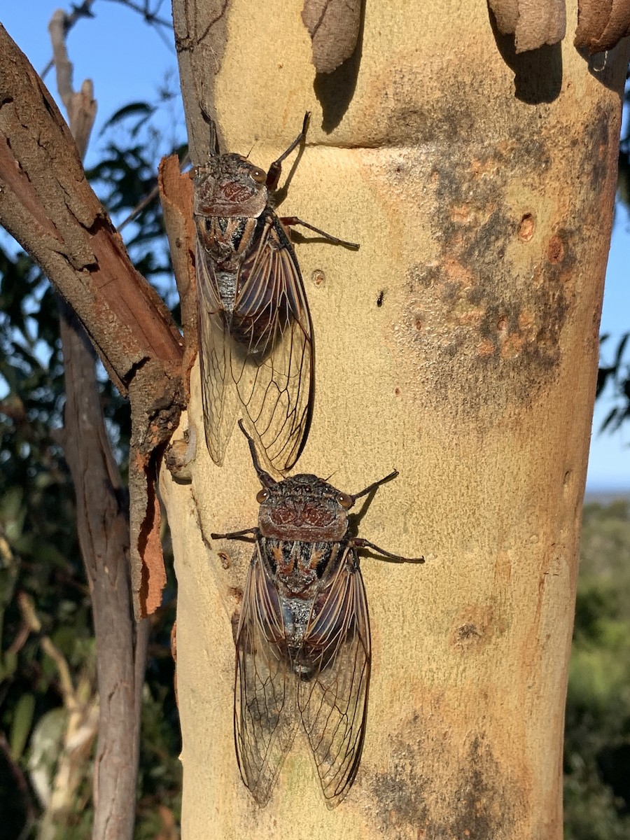 Eastern Double Drummer - ML645078731