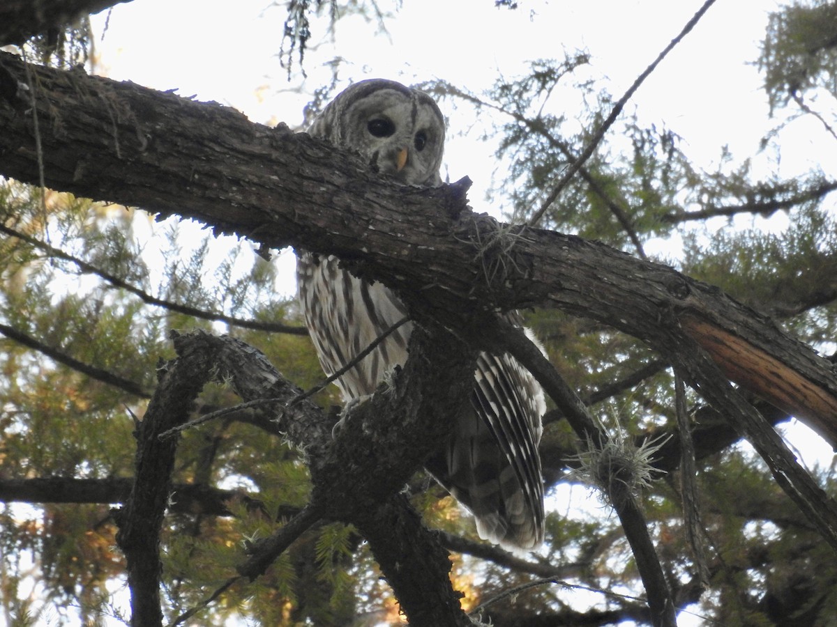 puštík proužkovaný - ML645078785