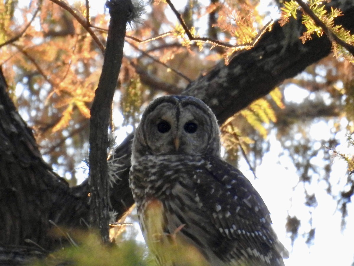 puštík proužkovaný - ML645078795