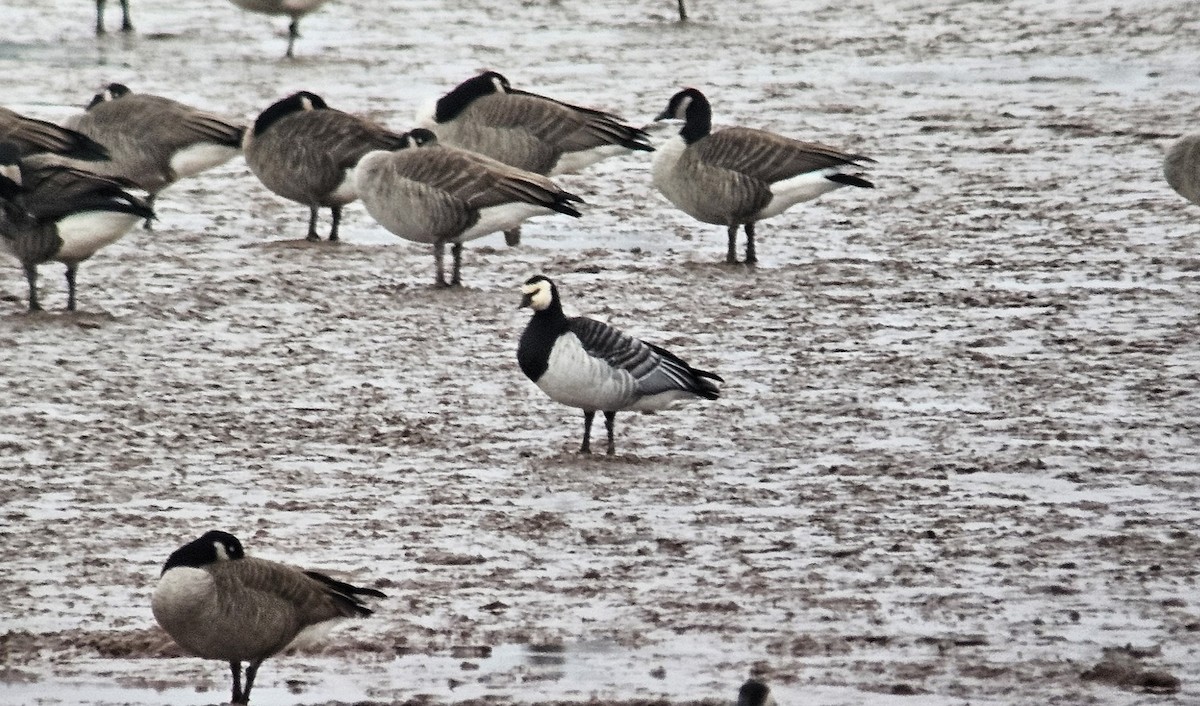Barnacle Goose - ML645078798