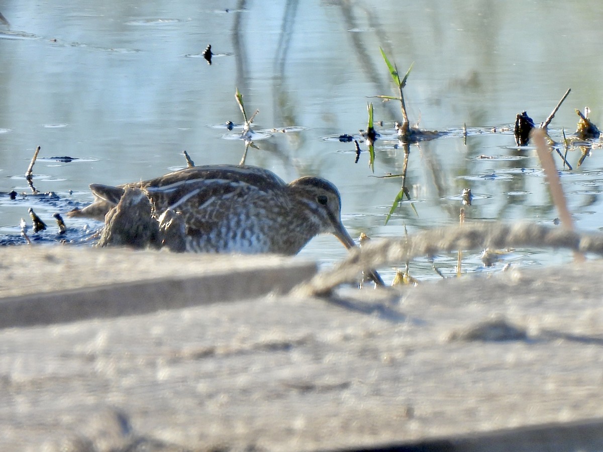 Wilson's Snipe - ML645078799