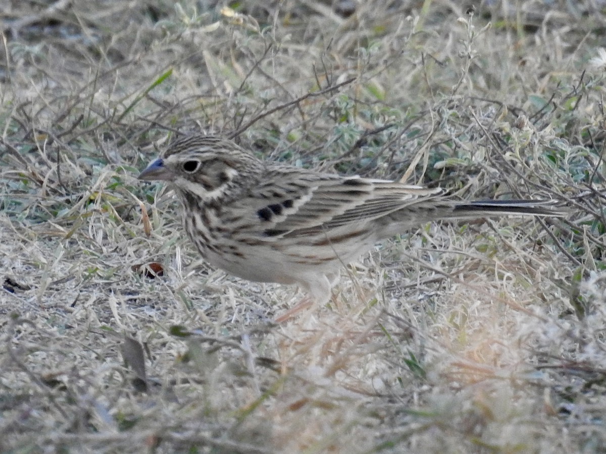 Vesper Sparrow - ML645078807
