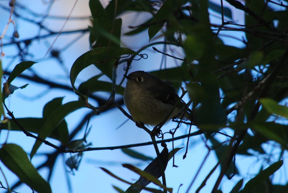 Ruby-crowned Kinglet - ML645078811