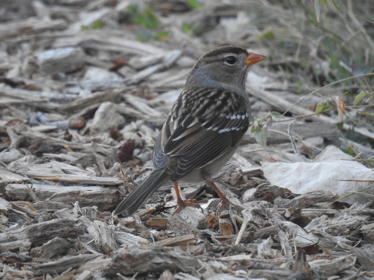 strnadec bělopásý - ML645078821