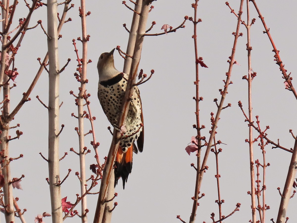 Northern Flicker - ML645078837