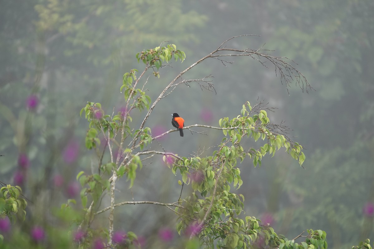 Scarlet-rumped Tanager - ML645078849