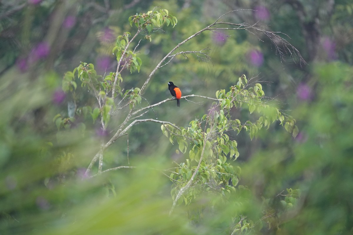 Scarlet-rumped Tanager - ML645078850