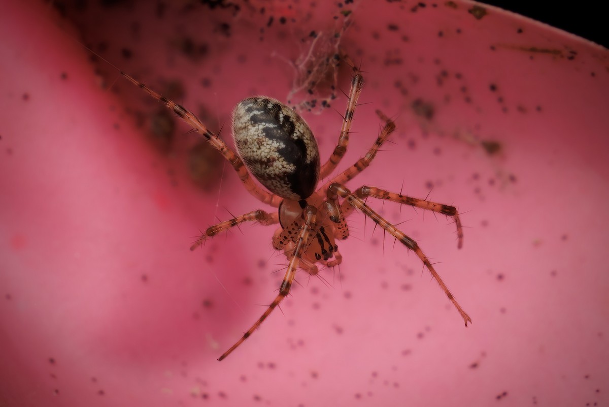 Animals - ML645078852