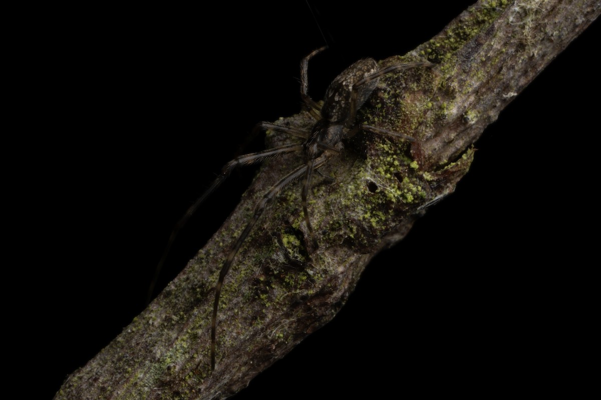 Animals - ML645078855