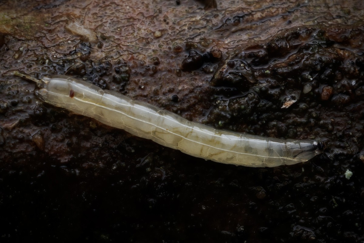 Animals - ML645078856