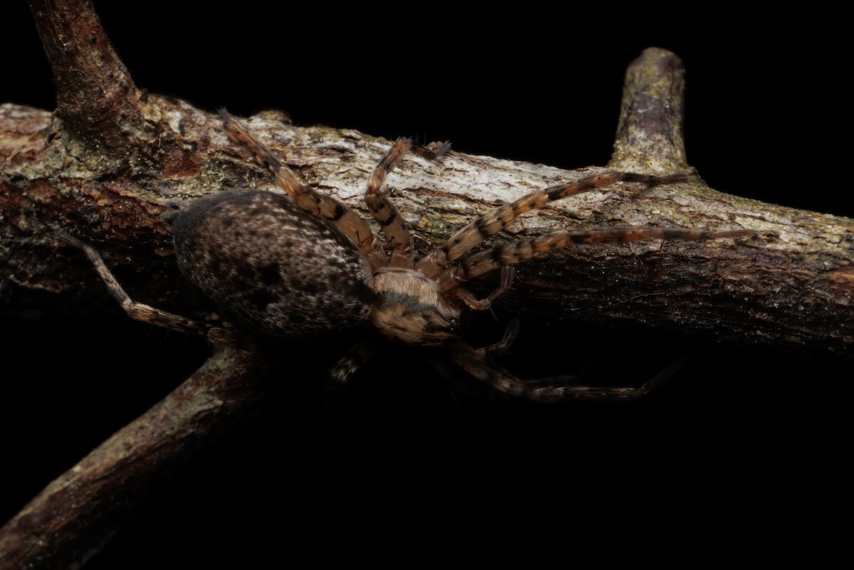 Animals - ML645078858