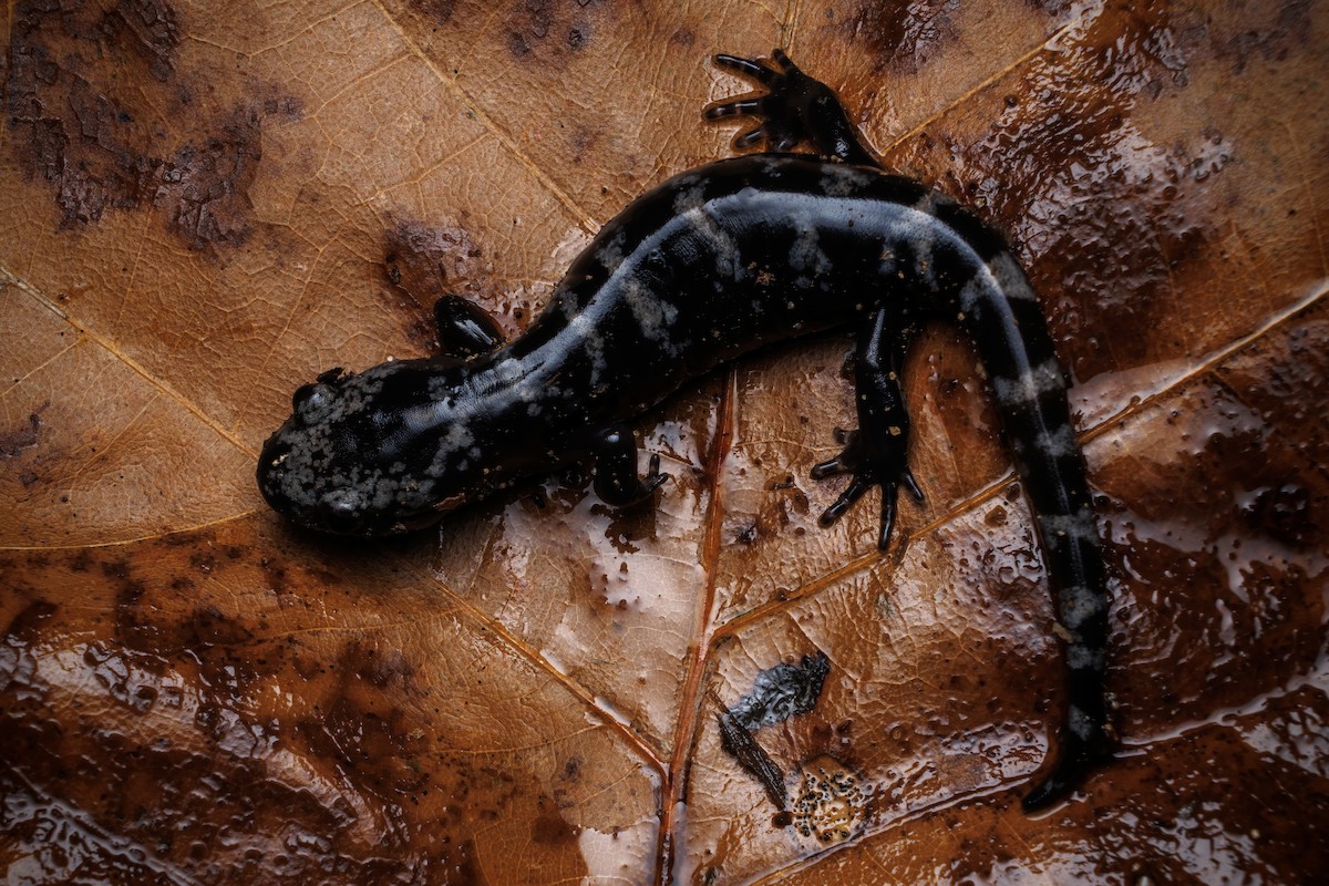 Marbled Salamander - ML645078860