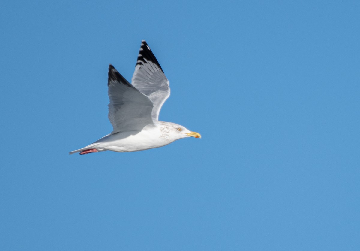 American Herring Gull - ML645078872
