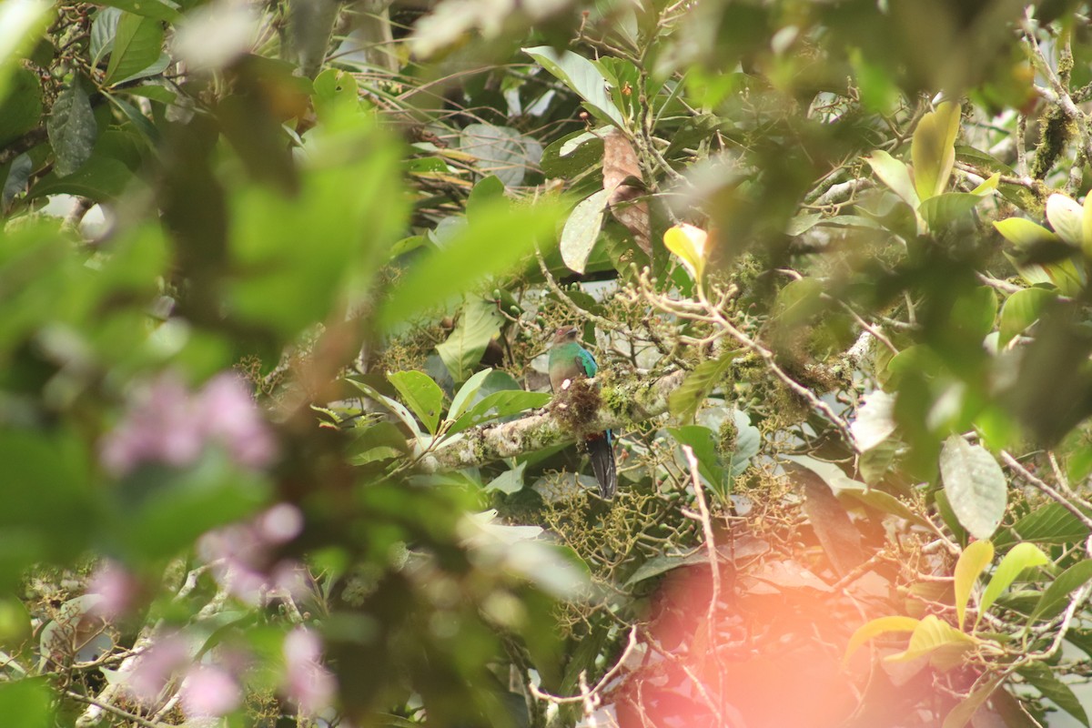 Crested Quetzal - ML645078882